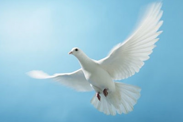 29 травня – Міжнародний день миротворців