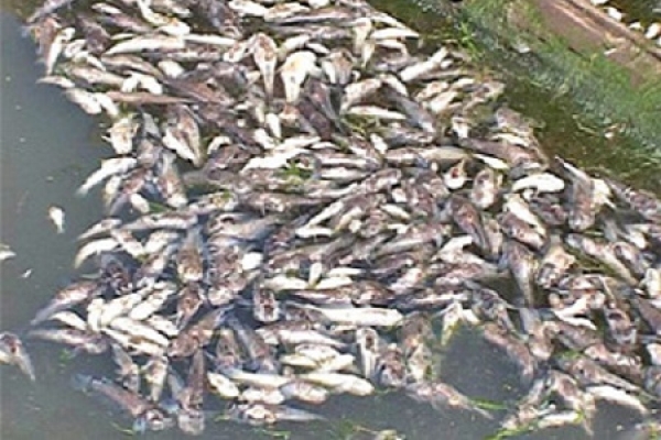 Причину масової гибелі риби на Шумщині з’ясовують правоохоронці