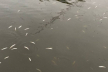 На Тернопільському ставі сплили близько сотні мальків риб (Відео)