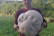 На Бережанщині місцеві жителі знайшли гігантський гриб вагою майже 6 кг