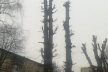 «Омолодження як нищення», - тернопільський екоактивіст про обрізку дерев у місті