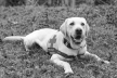 Прощавай, Бім: помер перший службовий пес тернопільських рятувальників