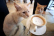 У Тернополі розгортається скандал навколо «котячого кафе»