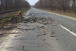 Понад 20 дерева впали на дороги Тернопільщини під час буревію
