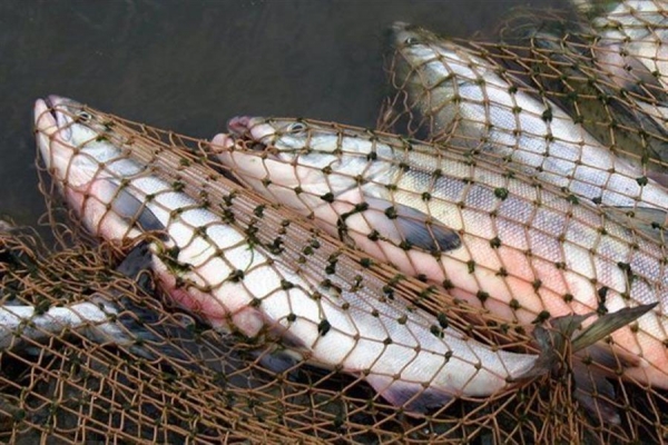 У Тернопільському озері масово гине риба