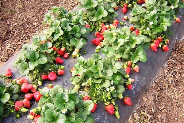 Щоб поласувати першою літньою ягодою тернополянам довелось почекати