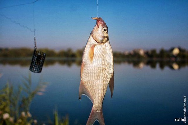 Тернопільським рибалкам на замітку: Риболовля хижих риб на жерлиці