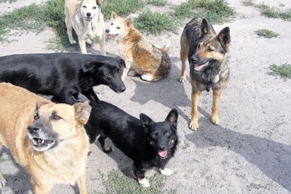На Тернопільщині штрафуватимуть за неприв’язаних собак