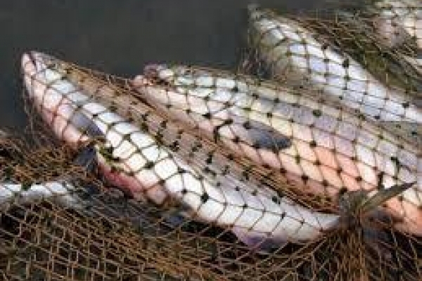 На Тернопільщині браконьєри незаконно ловили рибу, що занесена до Червоної книги