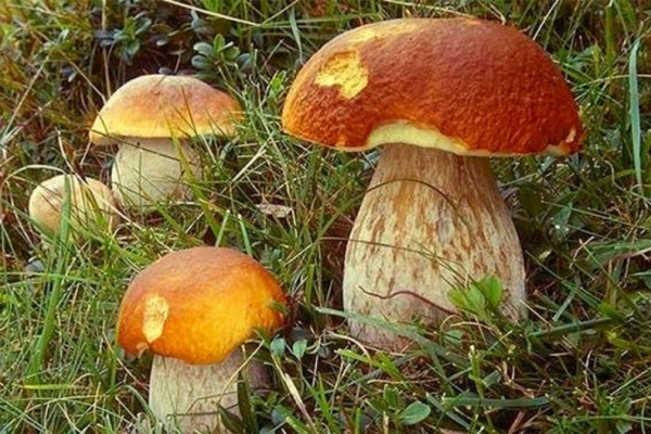 Тернопільські лікарі попереджають: гриби накопичують радіоактивний елемент, що руйнує печінку і мозок 
