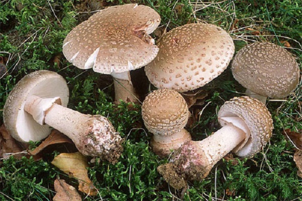 На Тернопільщині перший випадок отруєння грибами зафіксували на Бережанщині 