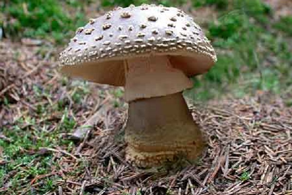На Тернопільщині пенсіонер отруївся грибами