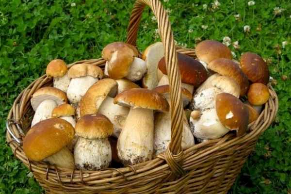 Тернопільські медики не рекомендують дітям їсти гриби
