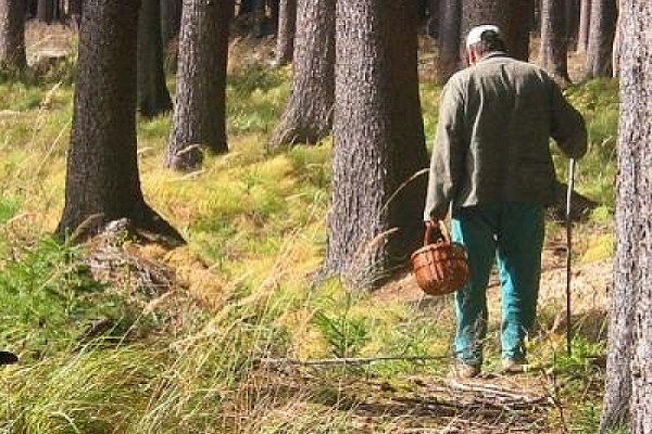 На Чортківщині чоловік пішов по гриби і в нього стався інсульт