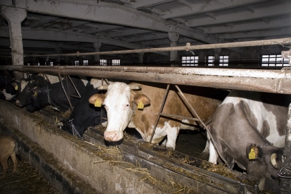 Аграрна Тернопільщина: Екологічно чисте молоко з Лозової