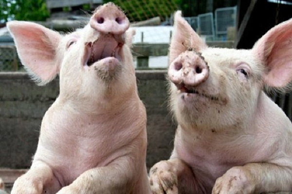 На Тернопільщині чотири тисячі свиней збираються тримати за 200 метрів від школи і садочка