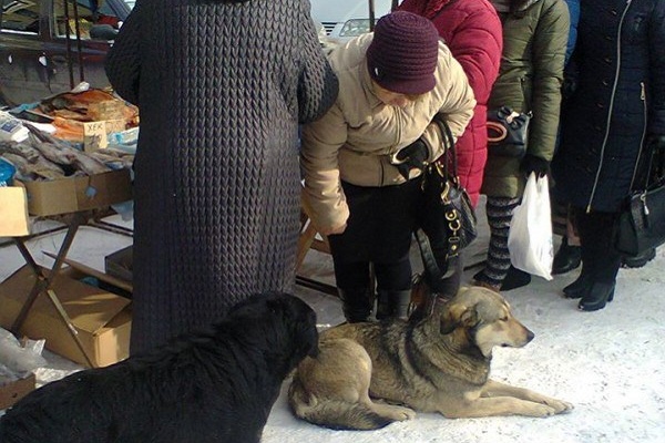 Зграя бездомних собак в центрі міста тероризує жителів Бережан