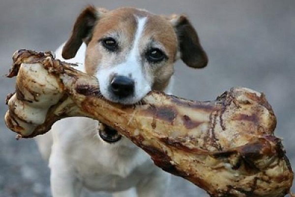 Житель Тернопільщини отруйними кістками звів у могилу понад 25 собак