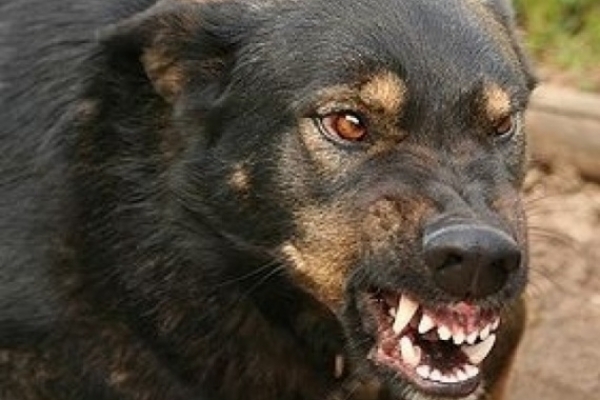 У Тернополі собаки напали на літню жінку, та розірвали їй руку (Фото)