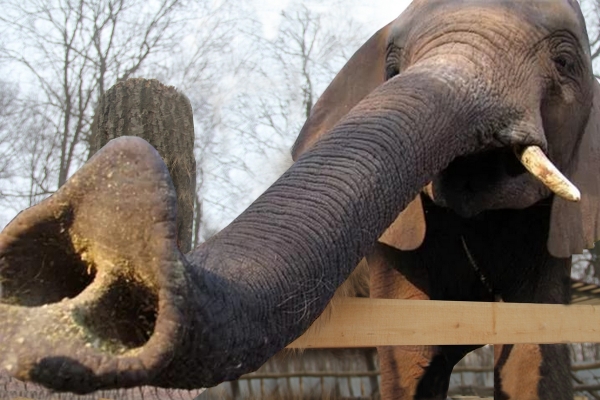 У парку в Тернополі гуляє слон (Відео)