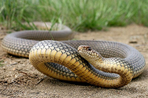 На Тернопільщині жінку вкусила змія