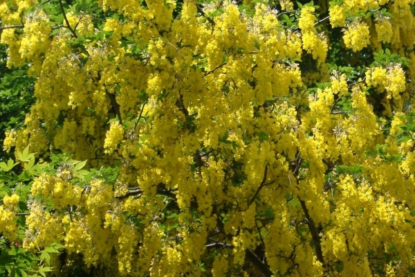 На Тернопільщині цвіте «Золотий дощ»