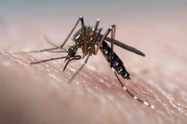 Україну заполонили смертоносні комарі: як захиститися