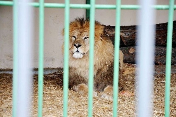 У Заліщицькому районі у міні-зоопарку хлопчика травмував лев