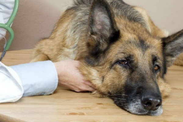 На Тернопільщині власник собаки, який є священником, залишив тварину гнити заживо