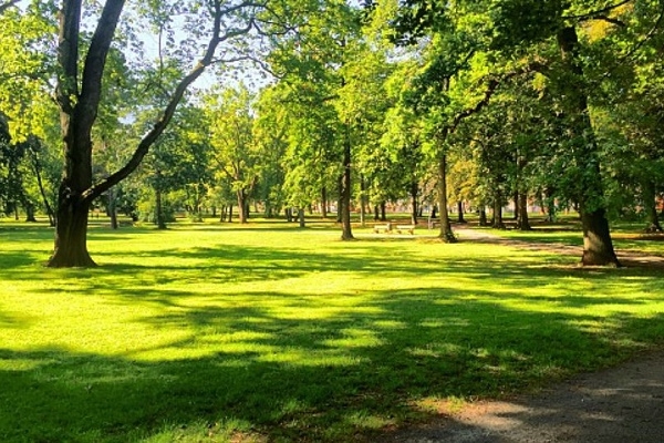 На Тернопільщині є дендрологічний парк, де ростуть дерева, занесені до Червоної книги
