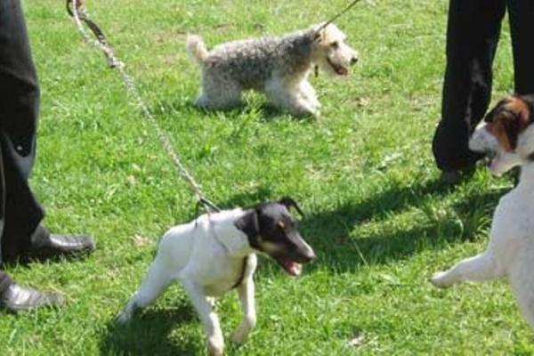 У Тернополі собак вигулюють, порушуючи законодавство