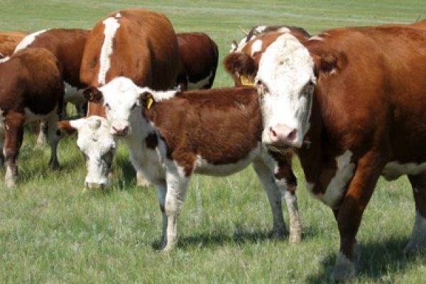 На Тернопільщині гине худоба