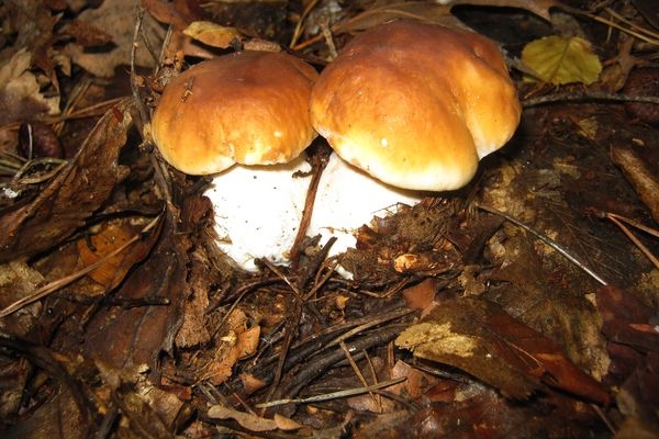 Дещо про білі гриби та самий простий рецепт приготування їх