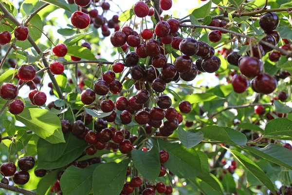 Цього року «Боже дерево» дало великий урожай плодів