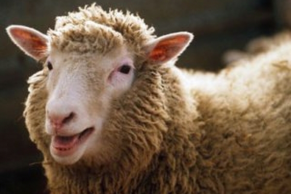 На Тернопільщині невідома тварина напала на отару овець і випила з них всю кров (Відео)