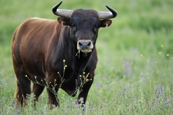 На Тернопільщині бик забив до смерті пенсіонера