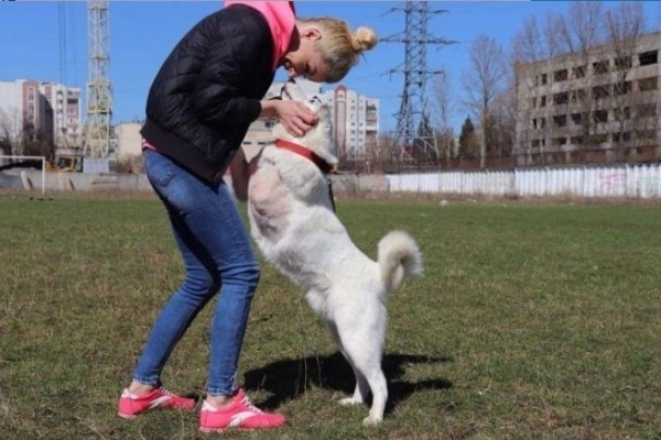 На Тернопільщині «люди» відрубали собаці лапу
