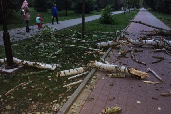 У тернопільському парку на пішохідну алею впало величезне дерево (Фото)