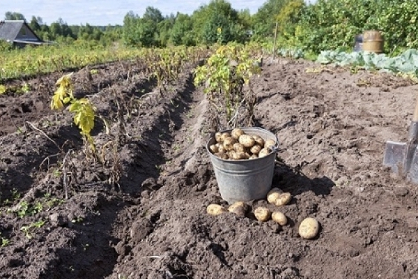 Гусятинщина – картопляний рай на Тернопільщині