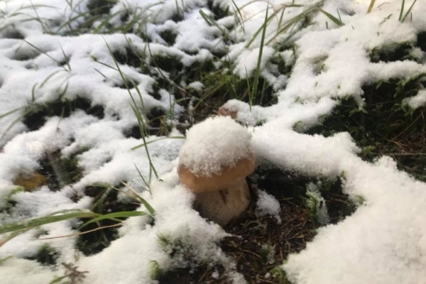В Карпатах збирають гриби під снігом