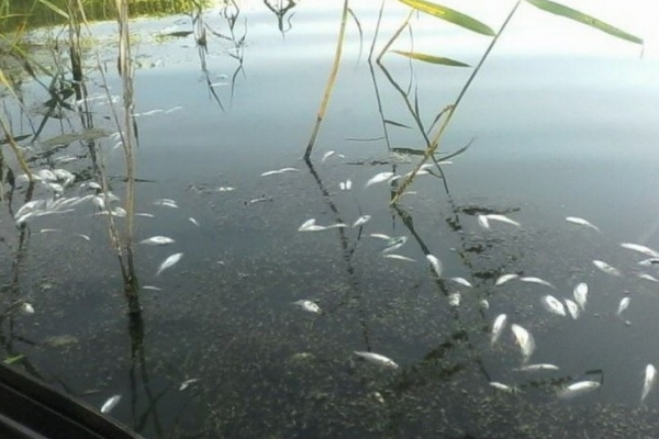 На Тернопільщині через скид стічних вод у річку загинула риба