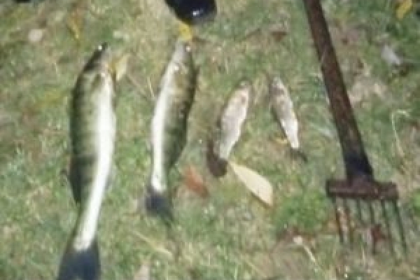Риби на понад тисячу гривень незаконно виловили у Дністрі на Борщівщині