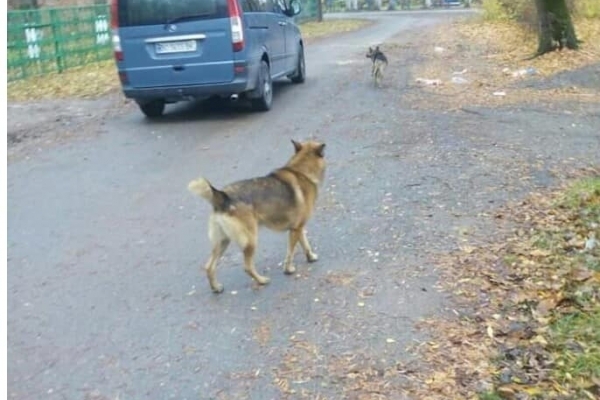 У Збаражі собаки нападають на людей (Фото)