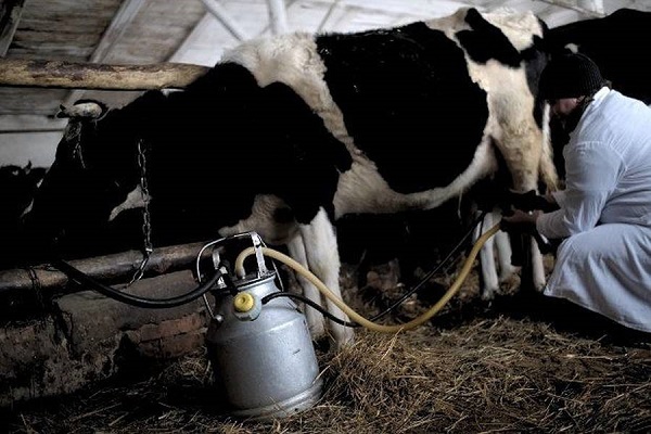Аграрна Тернопільщина: Вістрянське молоко