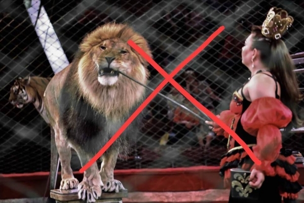 Уряд України підтримав заборону використання тварин в цирках