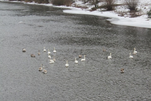 Казка посеред зими: як зимують лебеді на водоймах Чортківщини