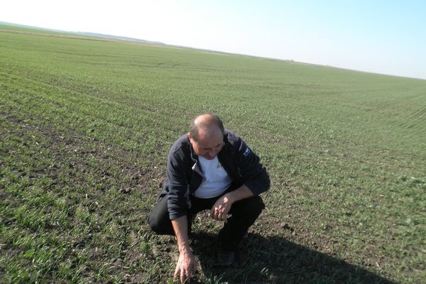 На Тернопільщині 70 процентів озимих посівів перебуває у доброму стані