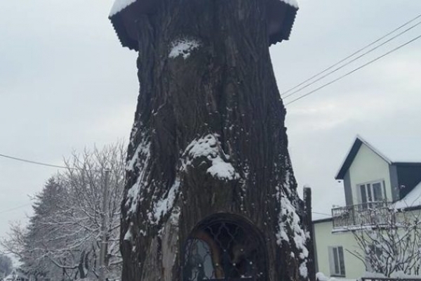 У Почаєві пам’ятка природи може стати туристичною родзинкою