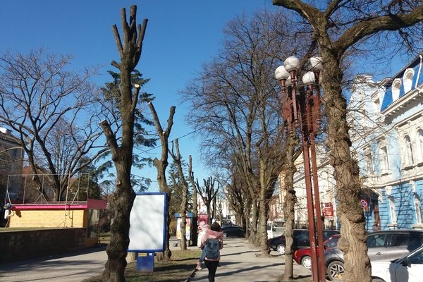 У центрі Тернополя обрізають дерева (Фото)