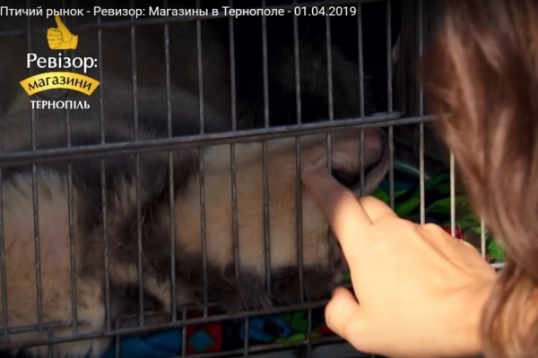 Тортури для тварин: що довело до істерики ведучу програми «Ревізор: Магазини» на ринку у Тернополі (Відео)